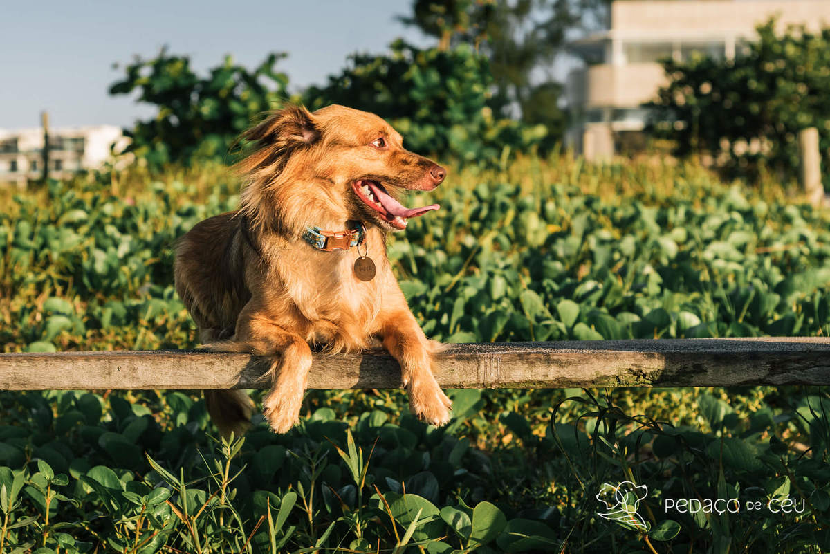Ensaio Pet srd Praia do Pontal Rio de Janeiro