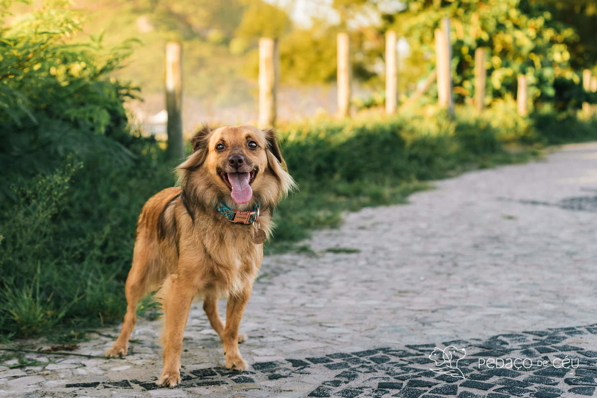 Ensaio Pet srd Praia do Pontal Rio de Janeiro