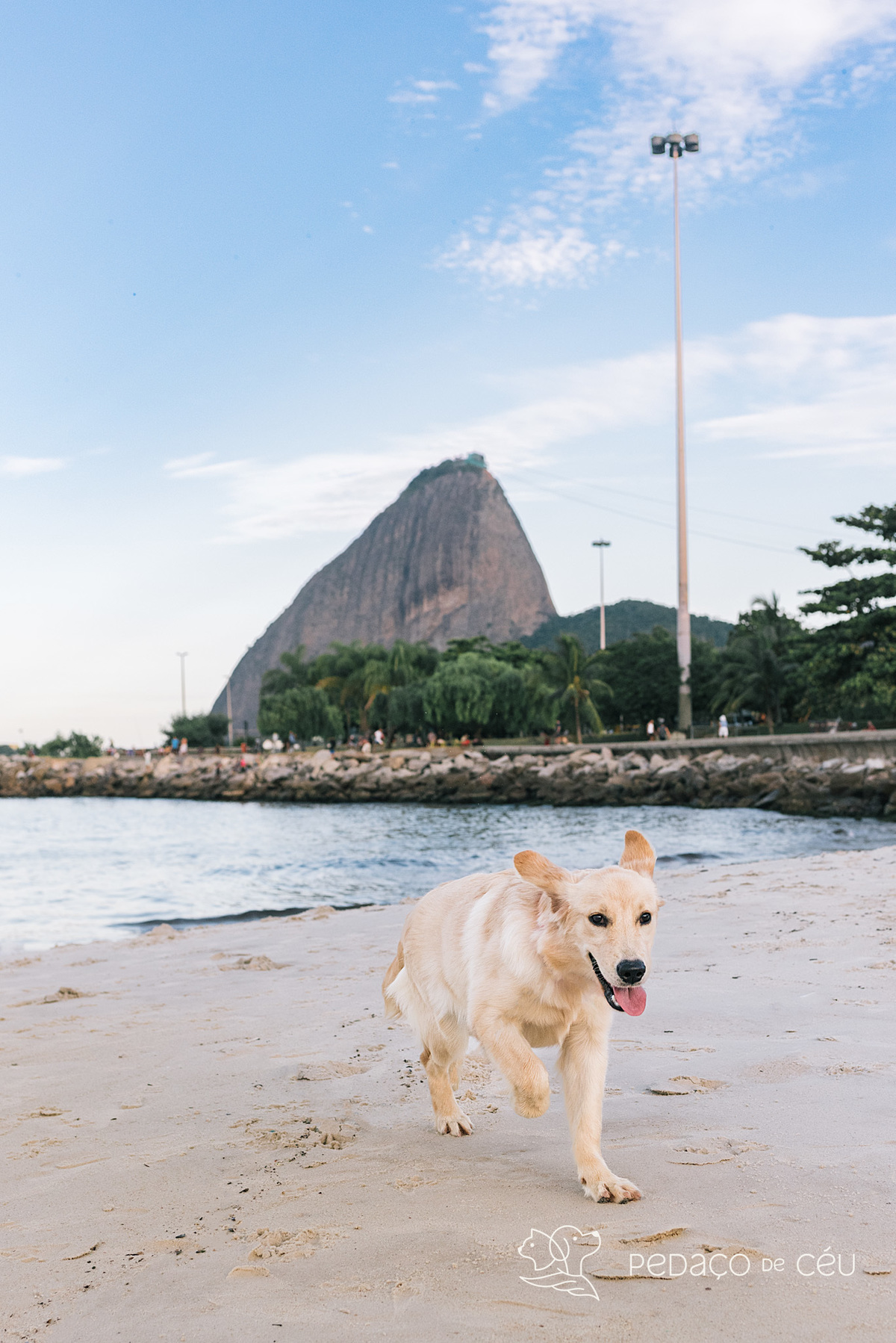 Ensaio pet filhote golden retriever rio de janeiro