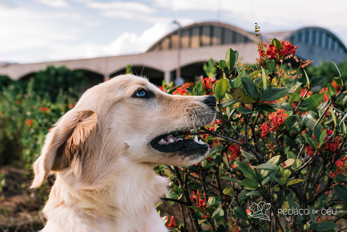 Ensaio pet filhote golden retriever rio de janeiro