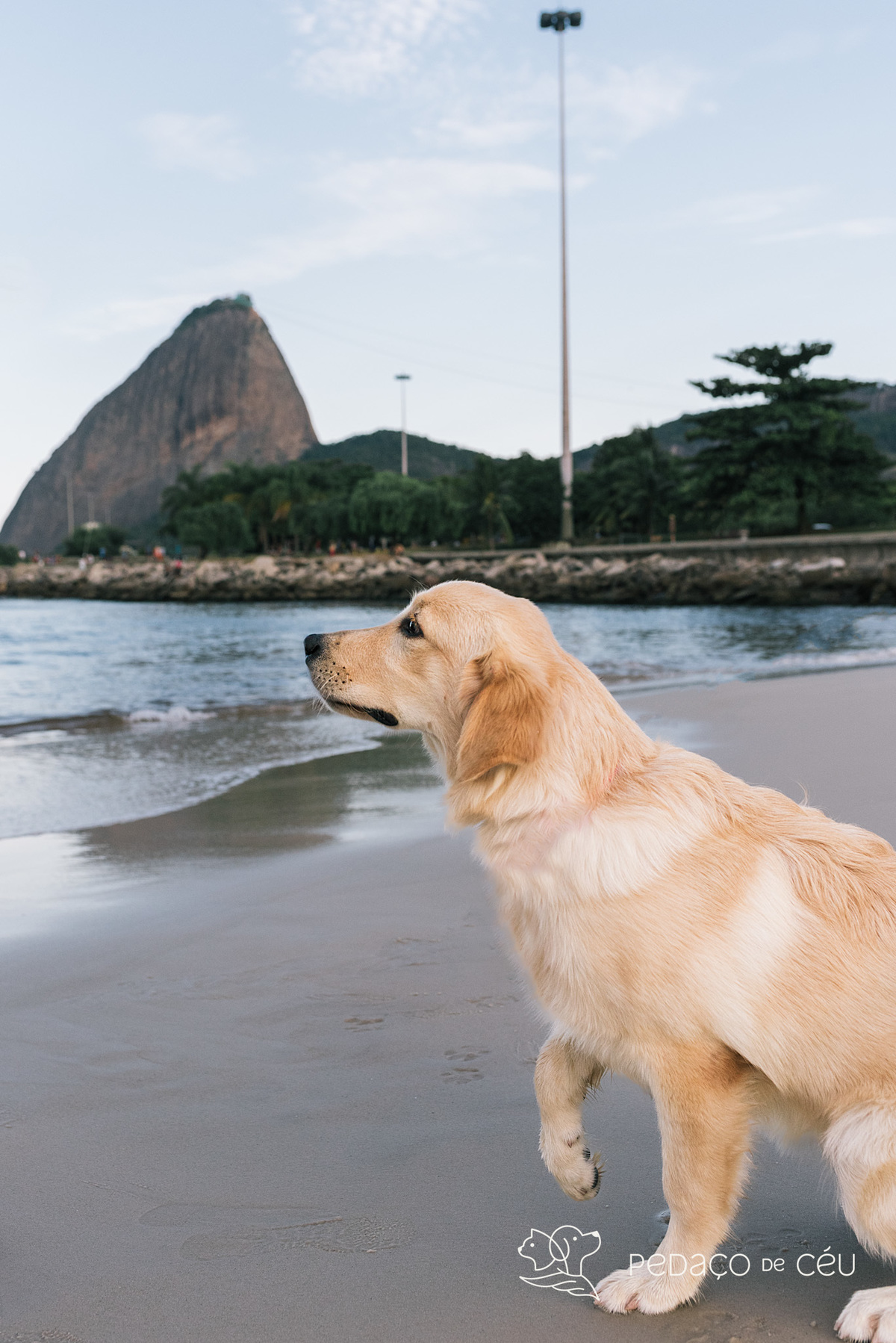 Ensaio pet filhote golden retriever rio de janeiro