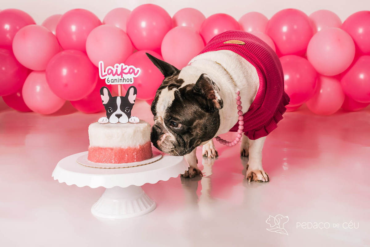 Smash the Cake Pet estúdio Rio de Janeiro