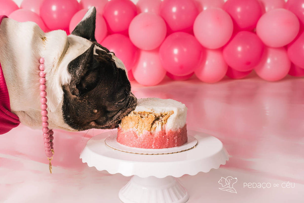 Smash the Cake Pet estúdio Rio de Janeiro