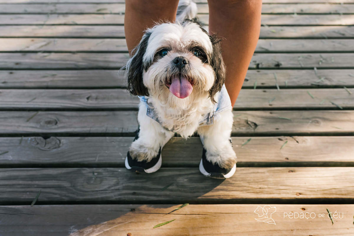 Mãe de pet ensaio com cães rio de janeiro shihtzu