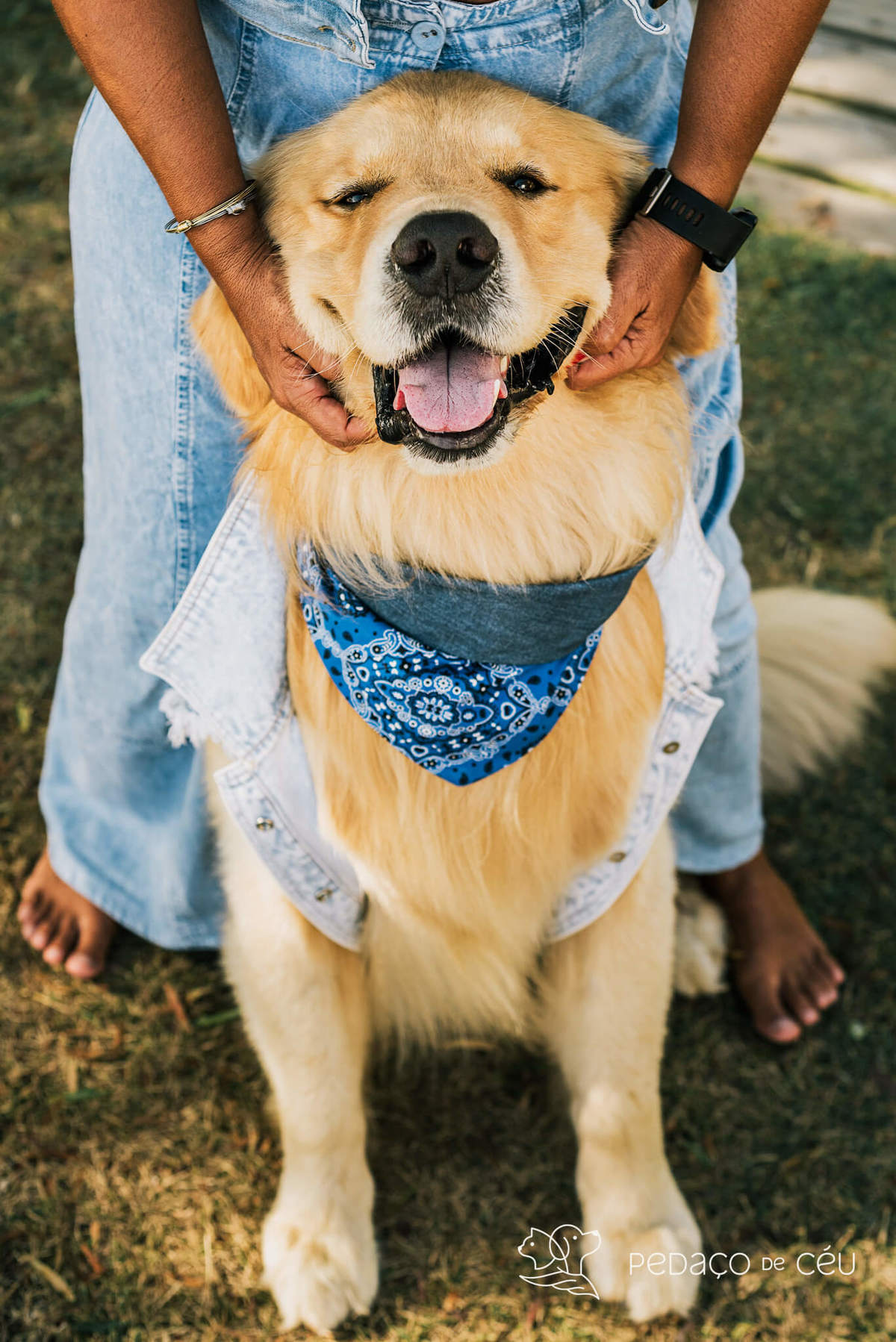 Mãe de pet ensaio com cães rio de janeiro golden