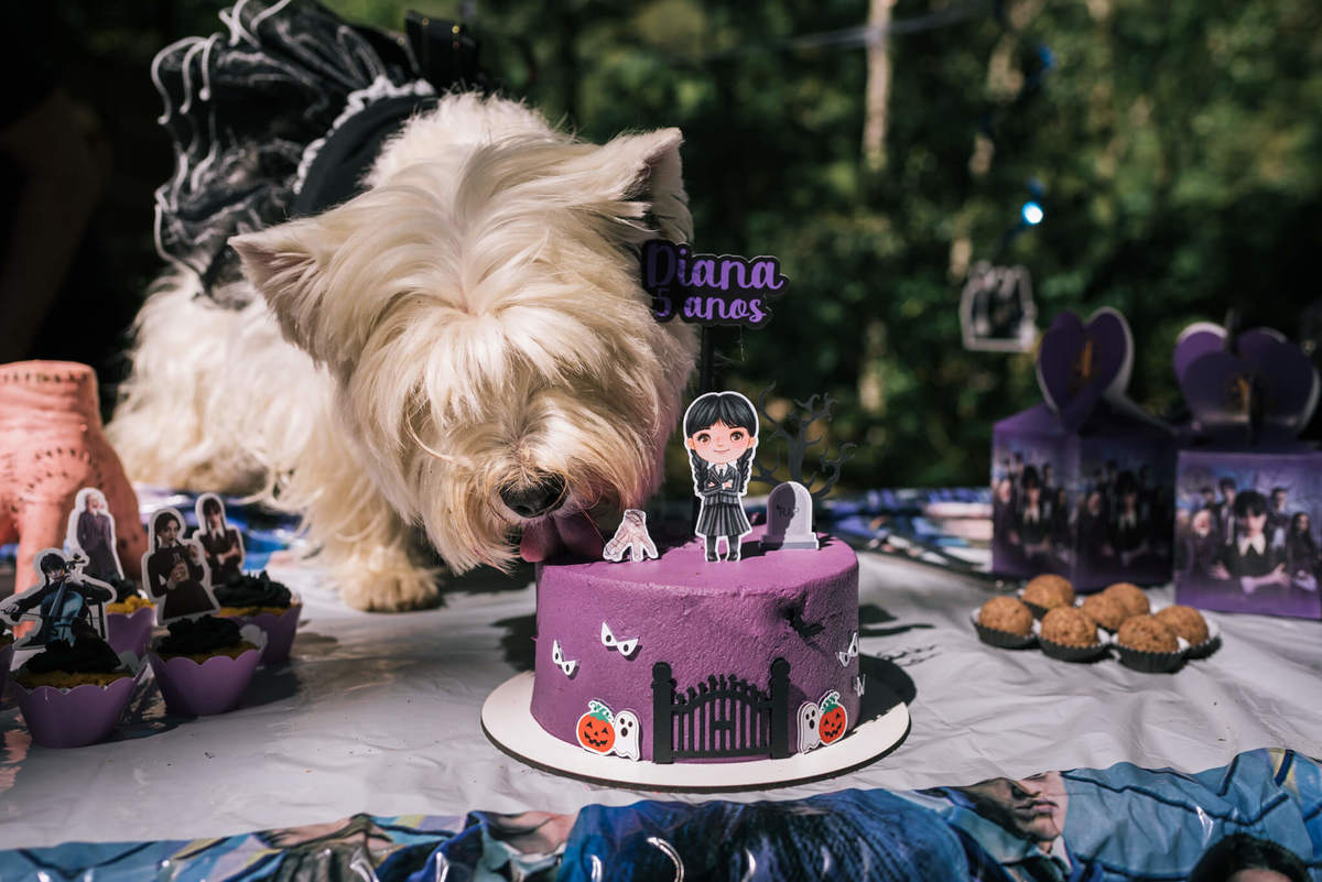 festa pet pousada conde redondo rj westie