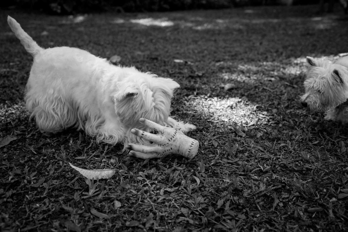 festa pet pousada conde redondo rj westie