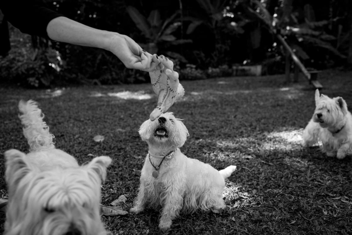 festa pet pousada conde redondo rj westie