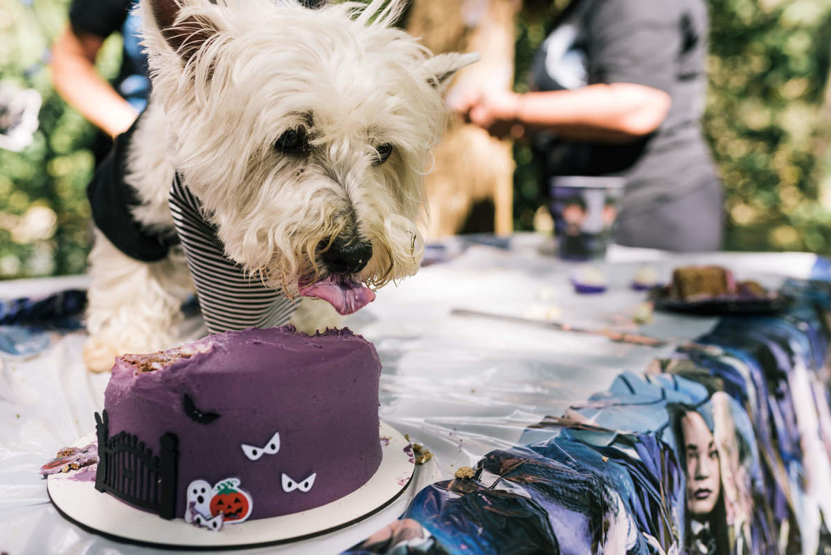 festa pet pousada conde redondo rj westie