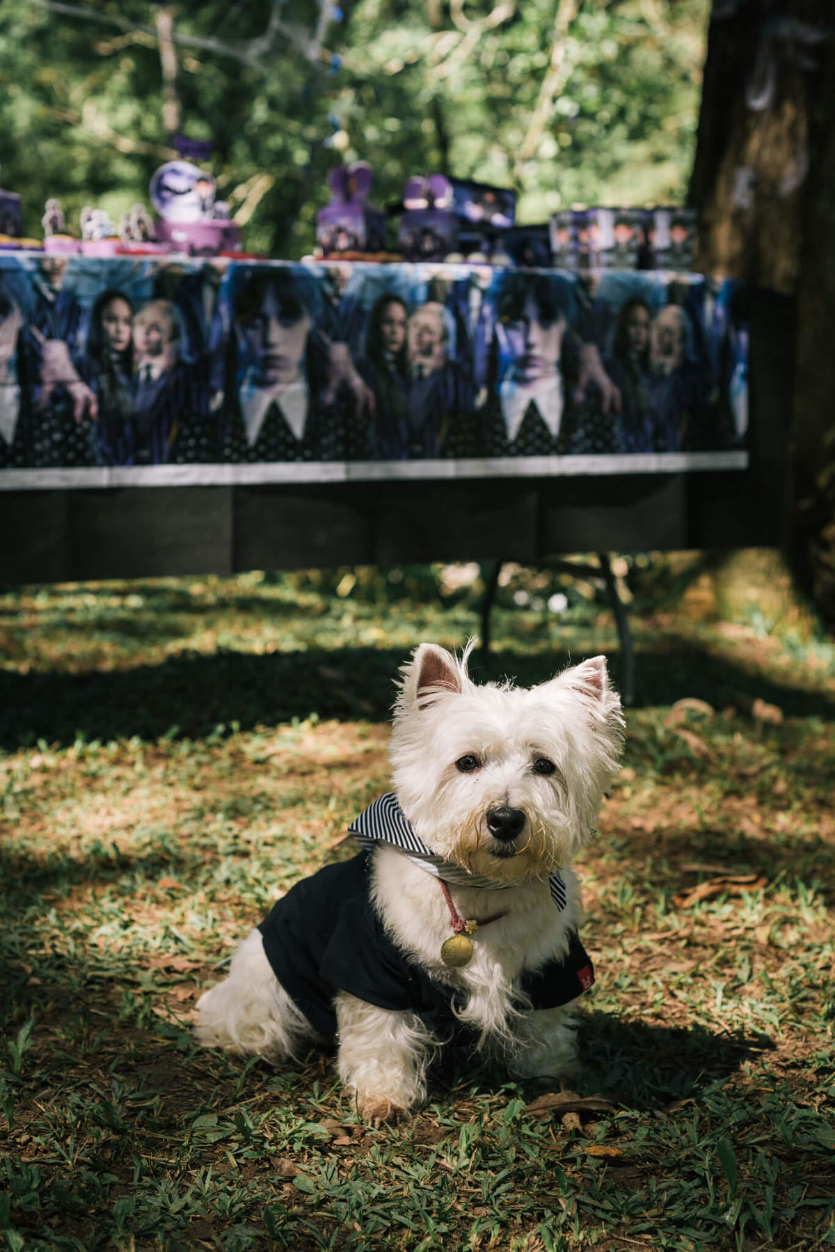 festa pet pousada conde redondo rj westie