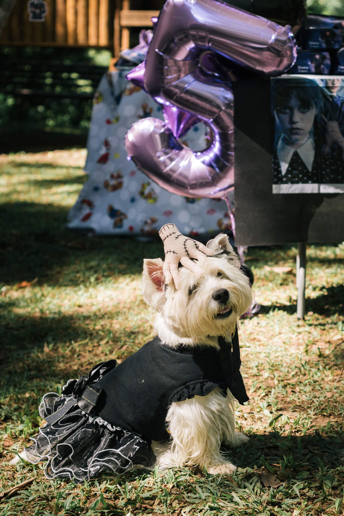 festa pet pousada conde redondo rj westie