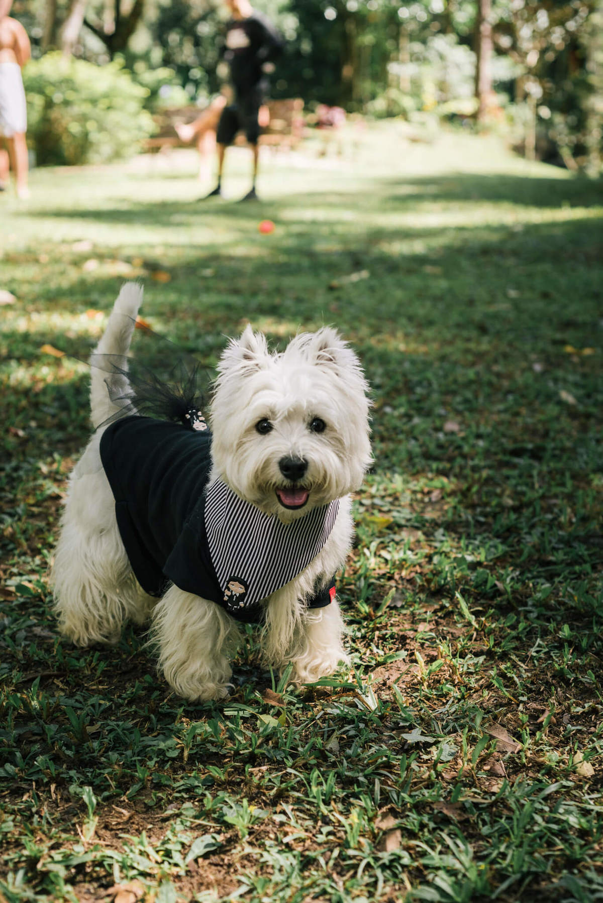 festa pet pousada conde redondo rj westie