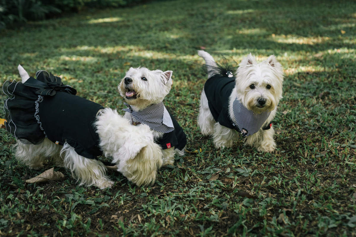 festa pet pousada conde redondo rj westie