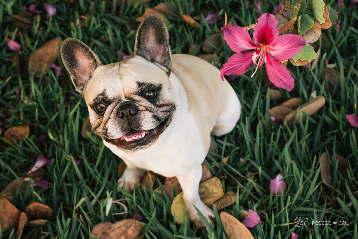 ensaio externo pet rio de janeiro