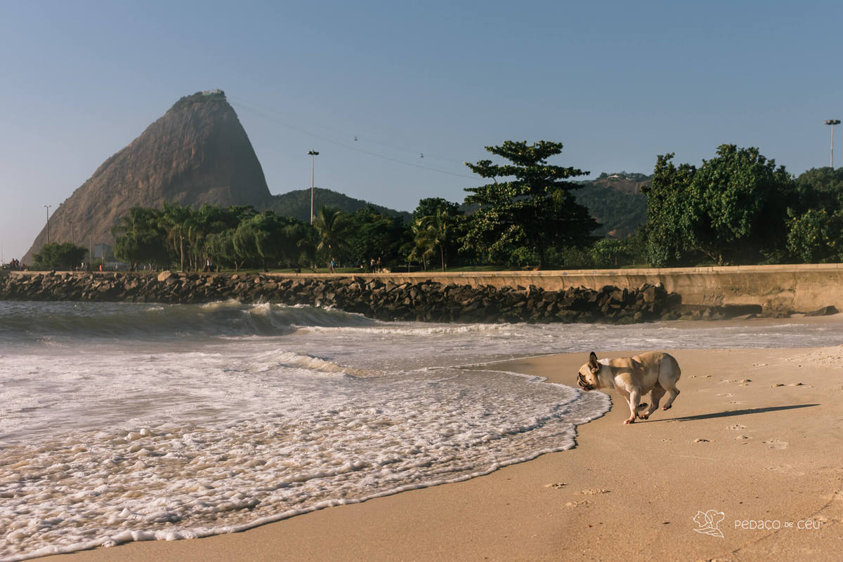 ensaio externo pet rio de janeiro