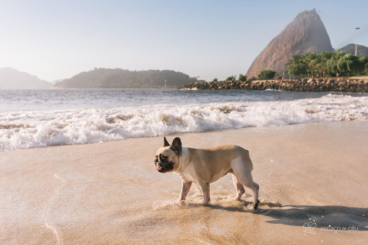 ensaio externo pet rio de janeiro