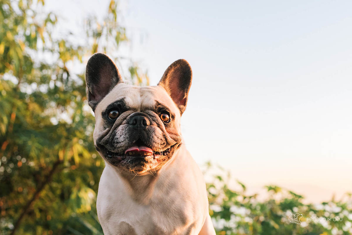 ensaio externo pet rio de janeiro