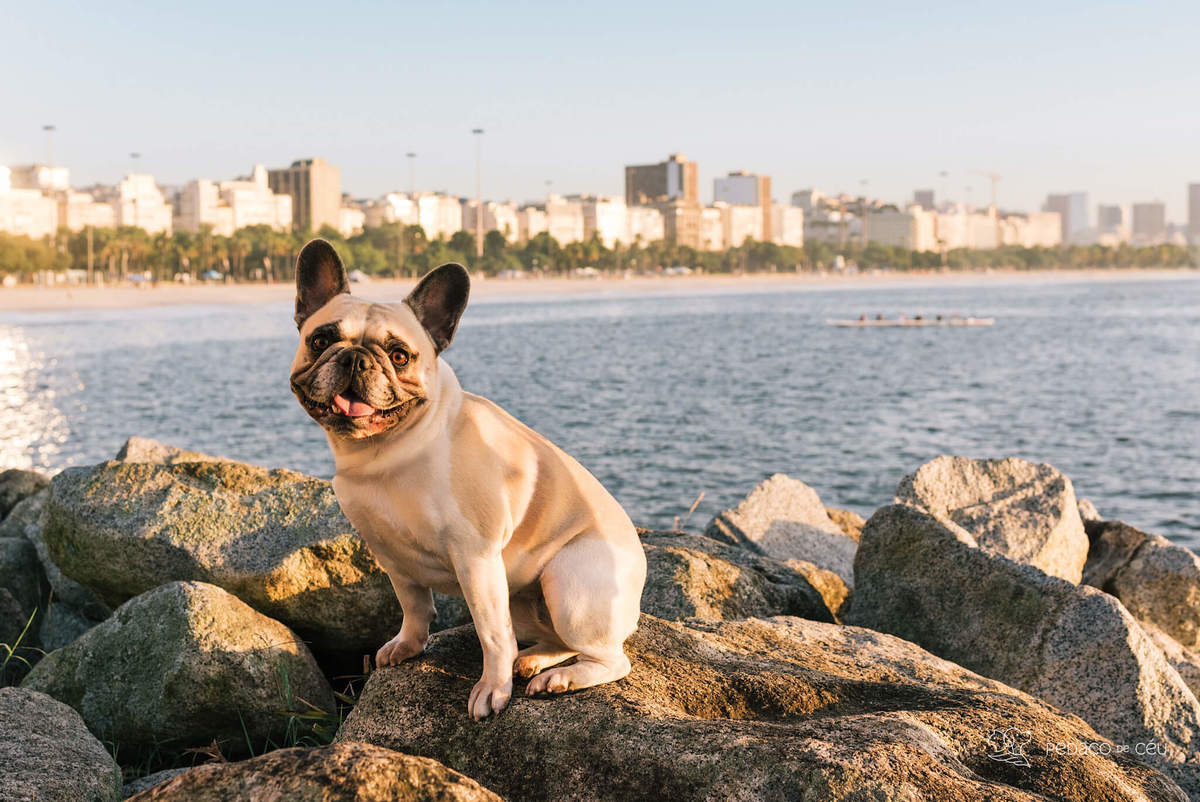 ensaio externo pet rio de janeiro