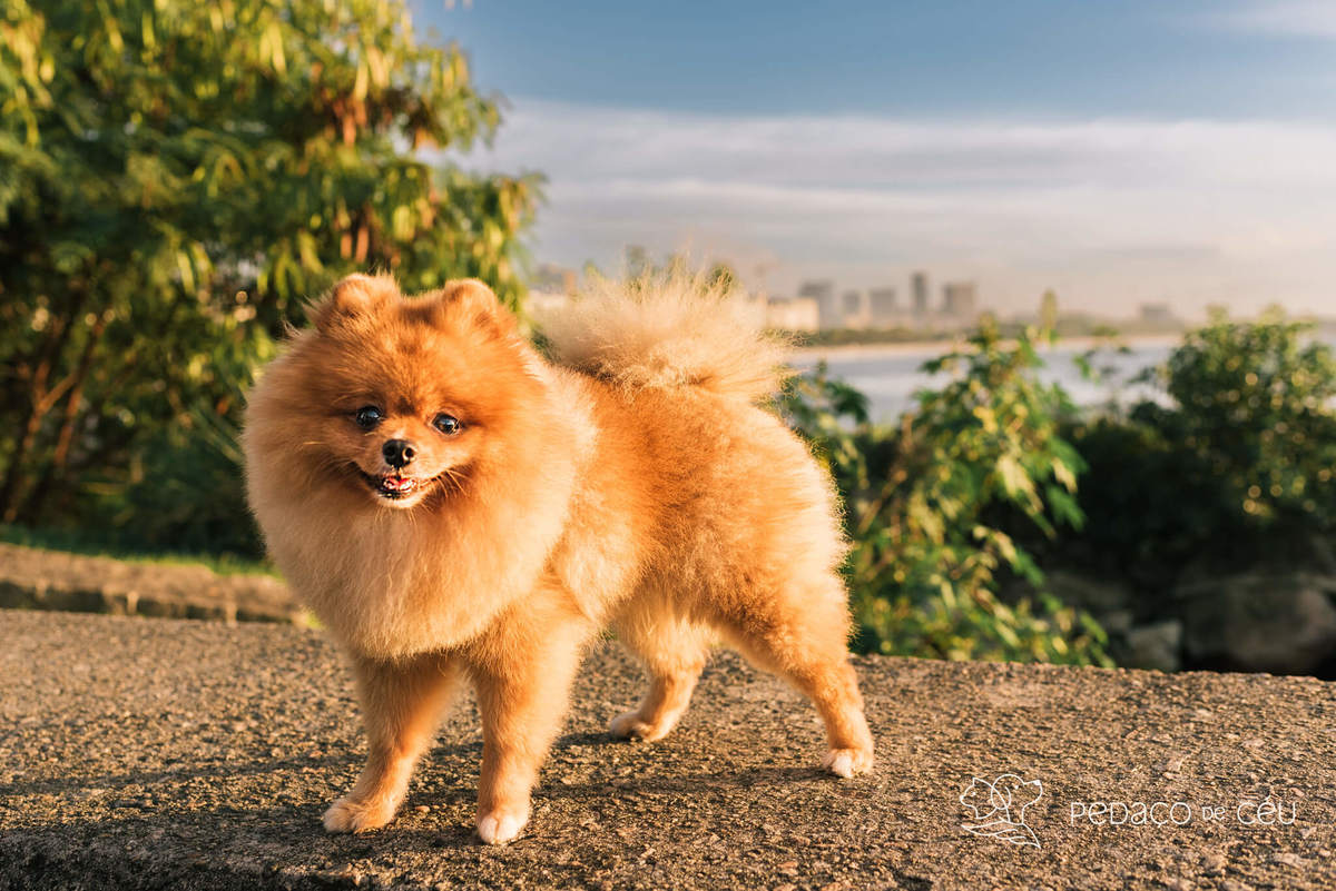 Ensaio pet spitz rio de janeiro