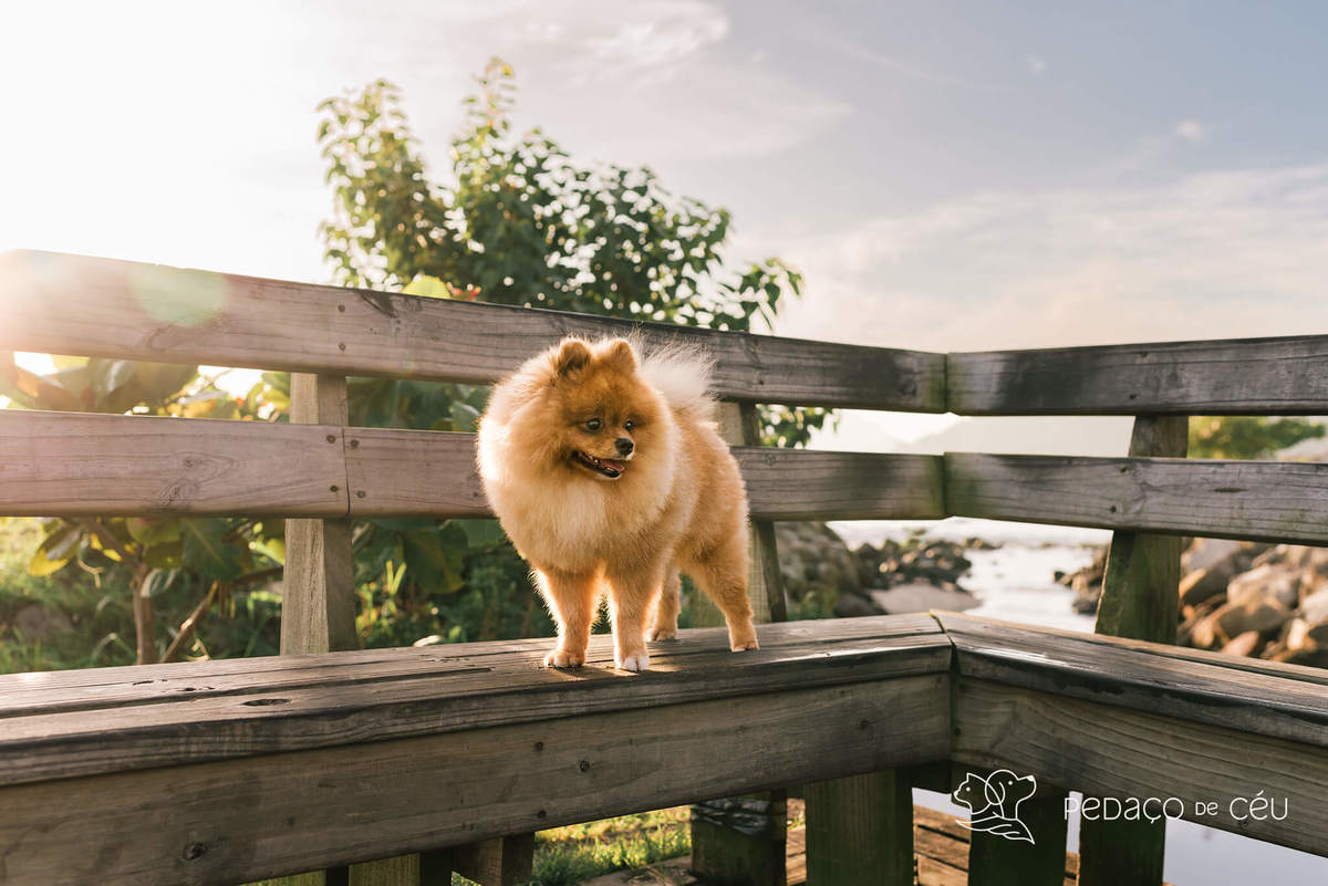 Ensaio pet spitz rio de janeiro