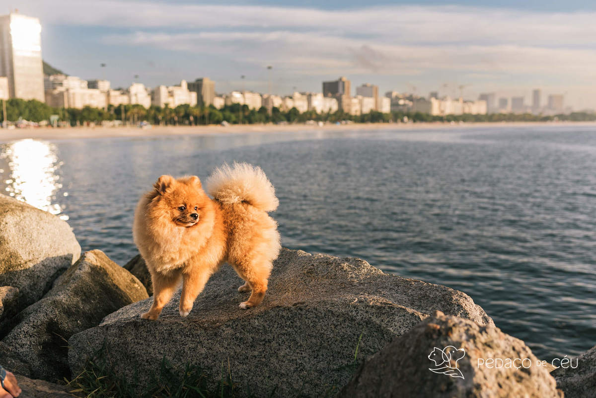 Ensaio pet spitz rio de janeiro