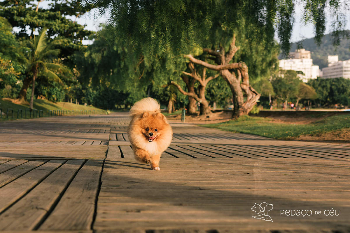 Ensaio pet spitz rio de janeiro