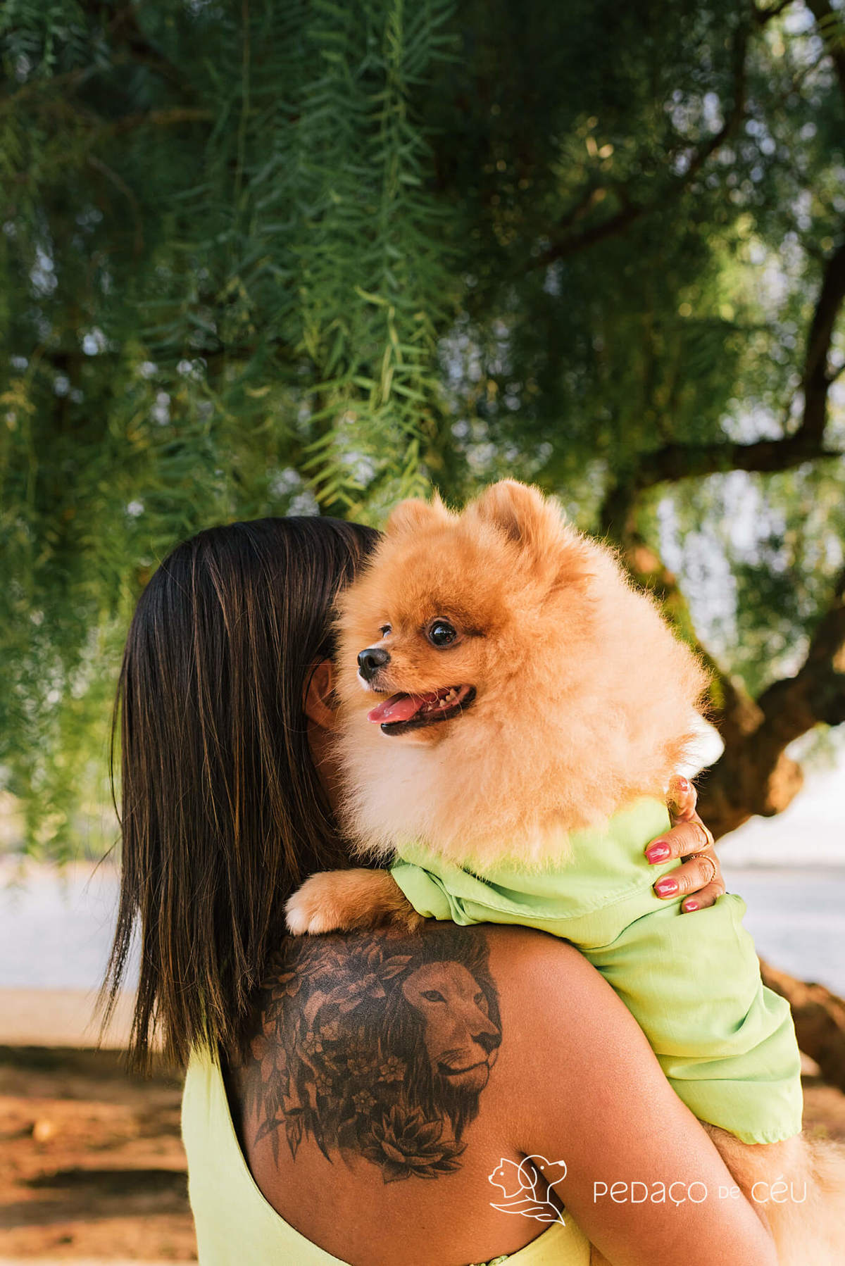 Ensaio pet spitz rio de janeiro