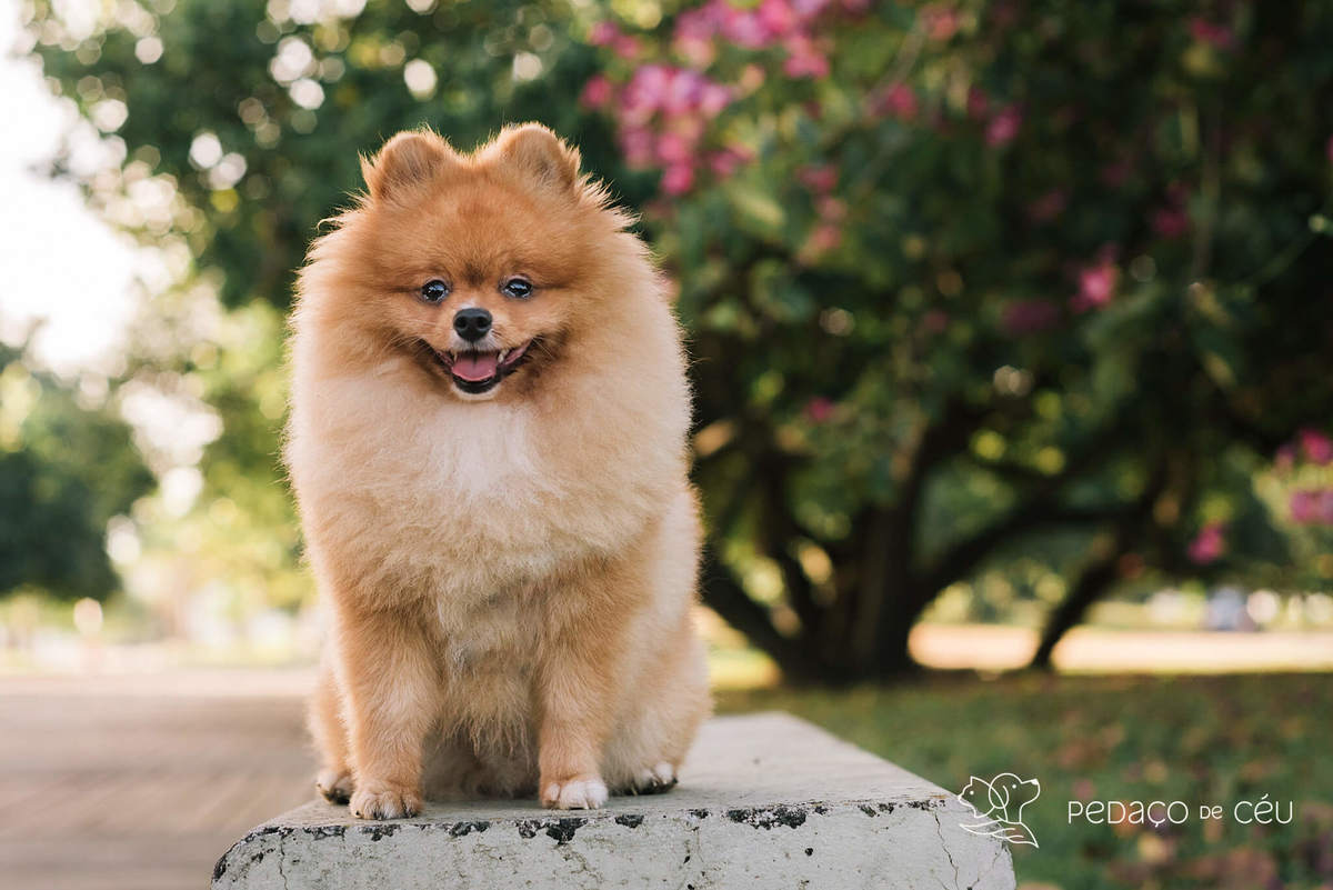 Ensaio pet spitz rio de janeiro