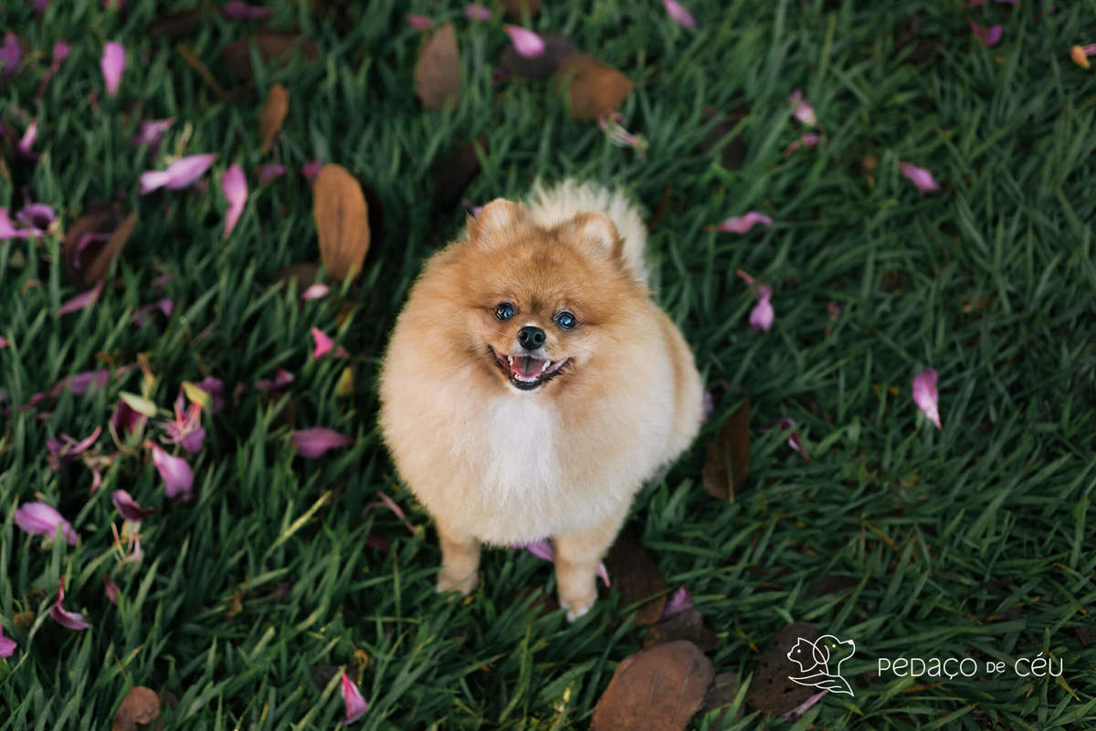 Ensaio pet spitz rio de janeiro