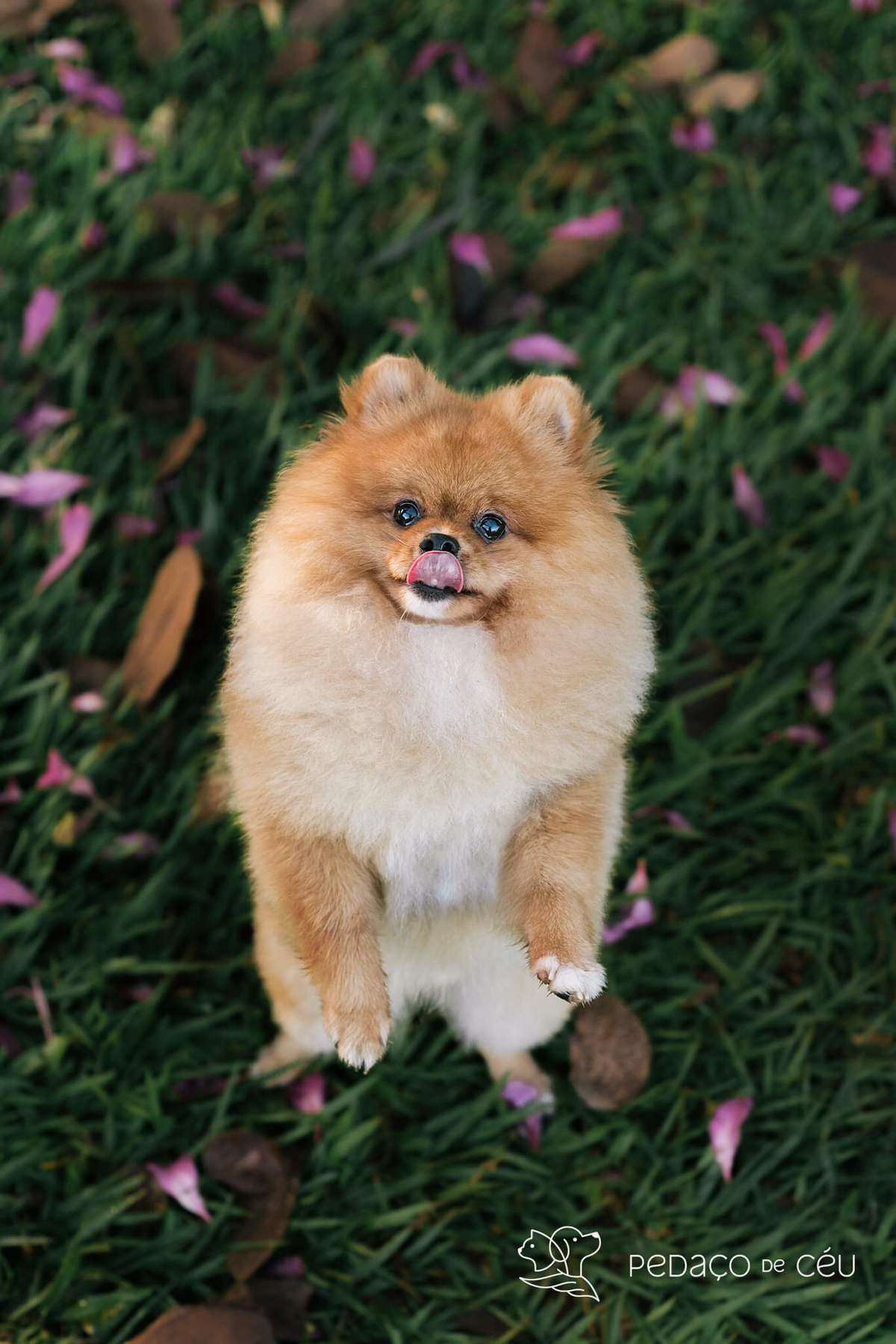 Ensaio pet spitz rio de janeiro