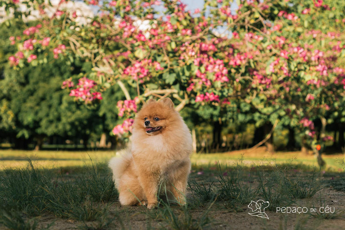 Ensaio pet spitz rio de janeiro