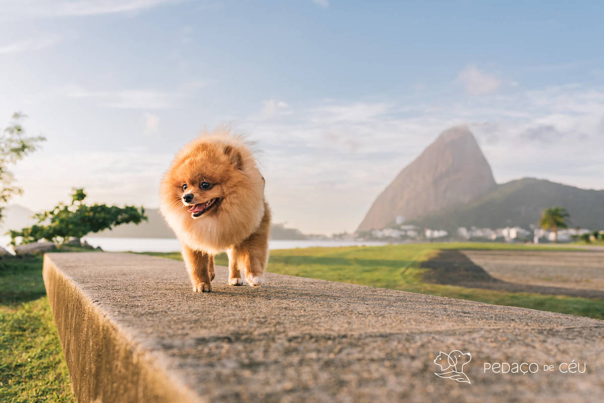 Ensaio pet spitz rio de janeiro
