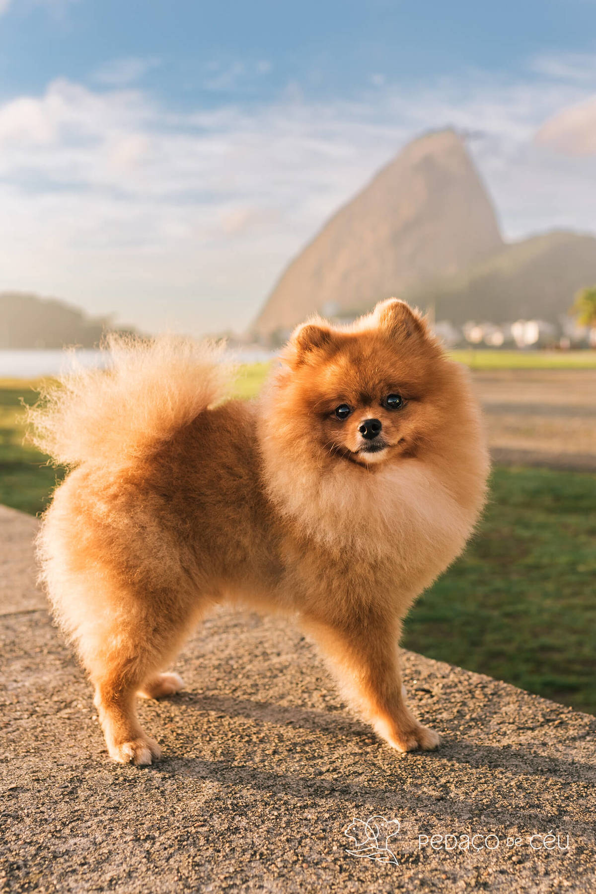 Ensaio pet spitz rio de janeiro