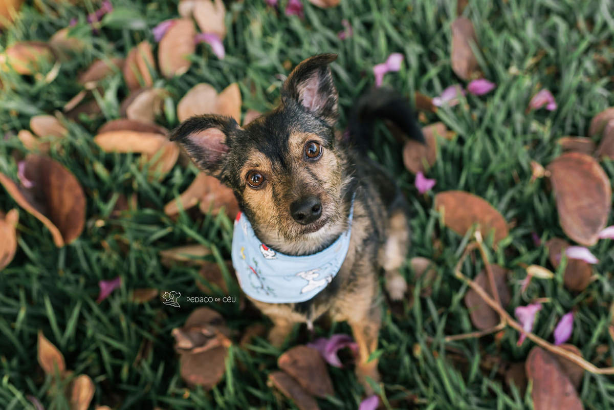 ensaio com pet srd Rio de Janeiro