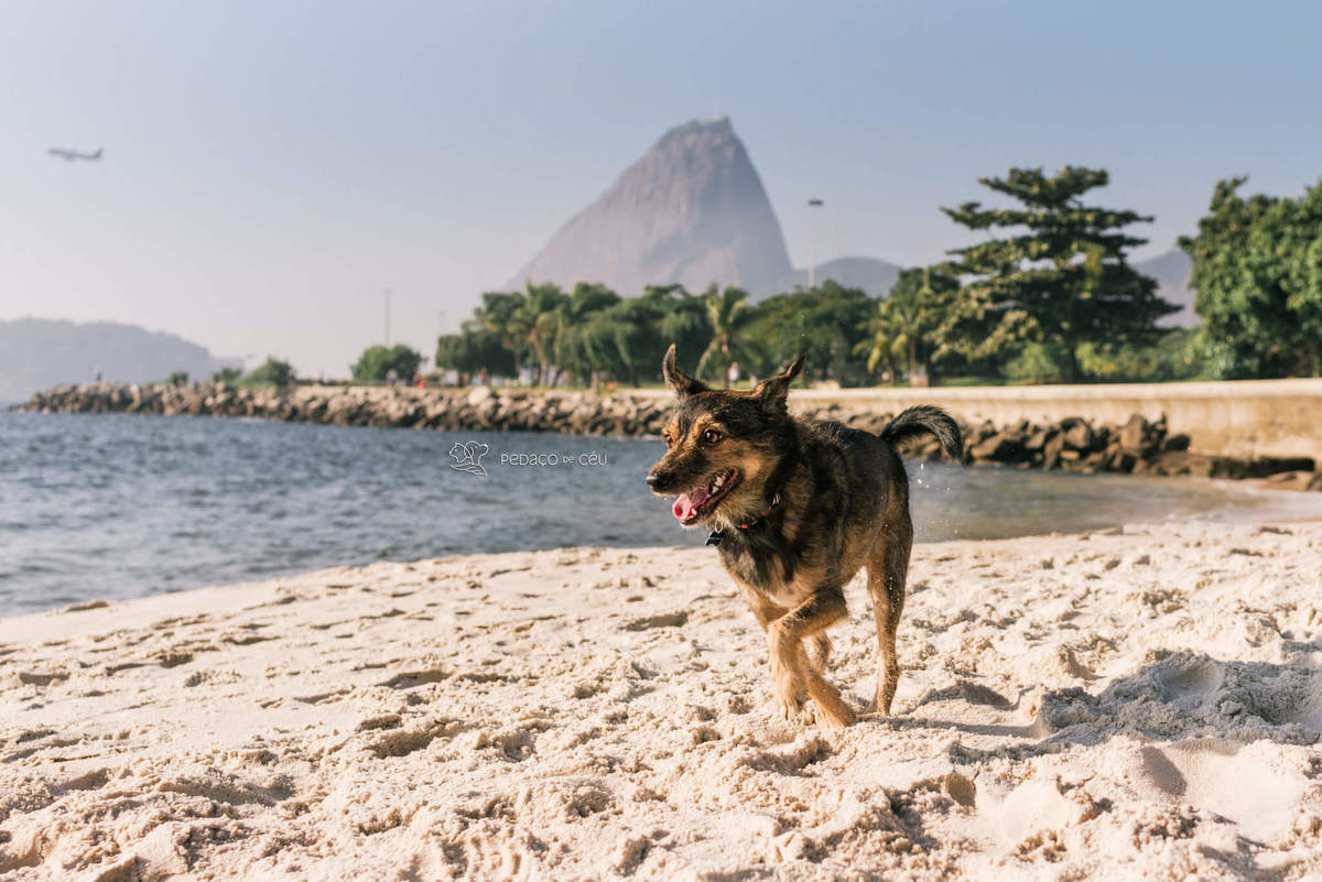 ensaio com pet srd Rio de Janeiro