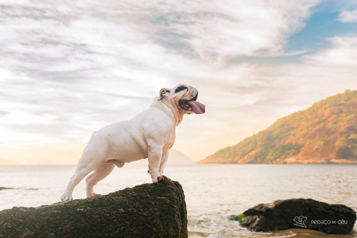Ensaio pet bulldog rio de janeiro praia