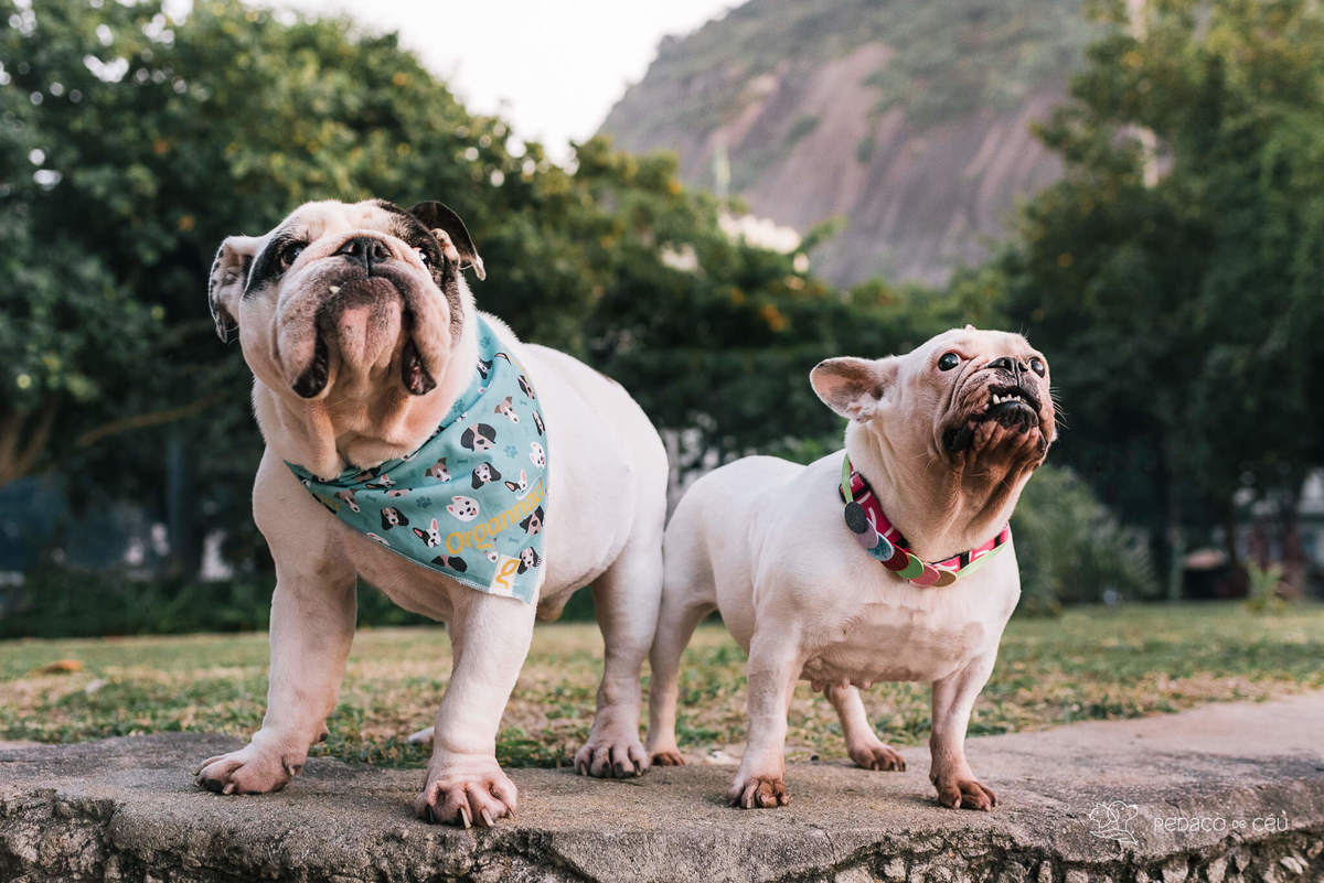 Ensaio pet bulldog rio de janeiro praia