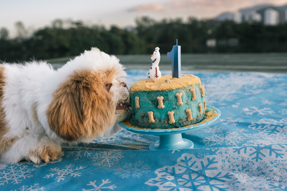 bolo para cães ensaio aniversário
