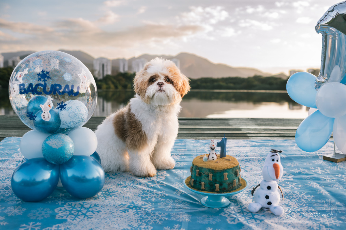 Smash the Cake pet 1 ano Rio de Janeiro