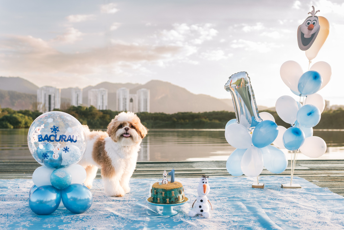 Smash the Cake pet 1 ano Rio de Janeiro