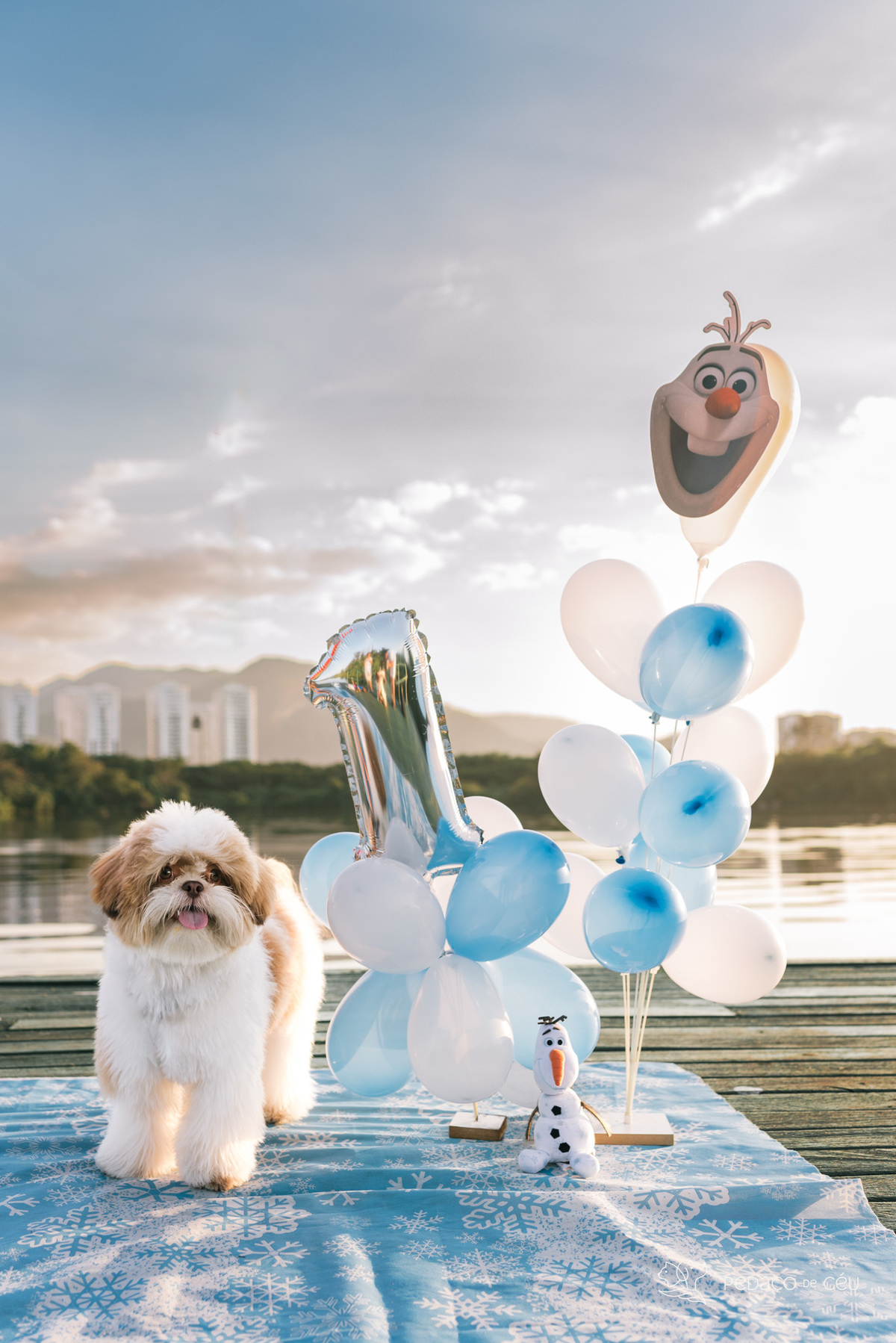 Smash the Cake pet 1 ano Rio de Janeiro