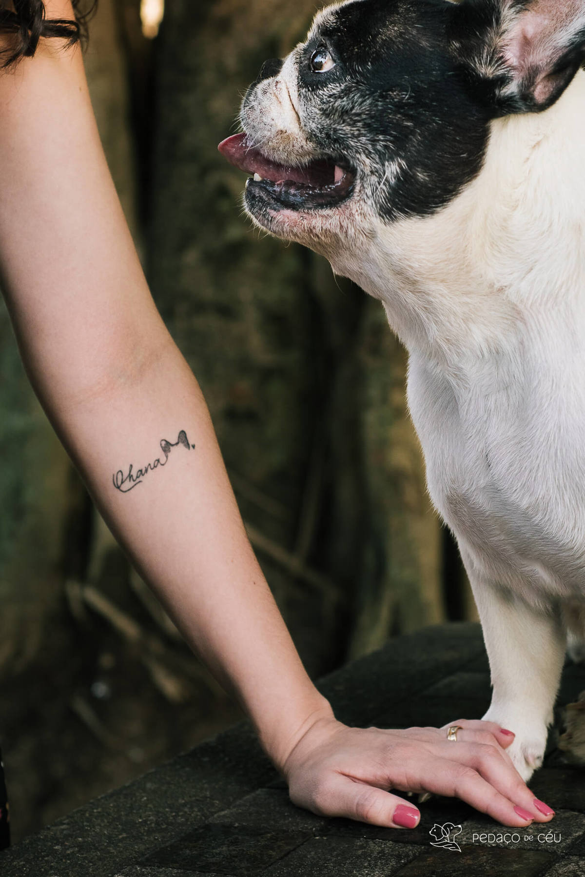 Ensaio fotográfico pet bulldog Rio de Janeiro