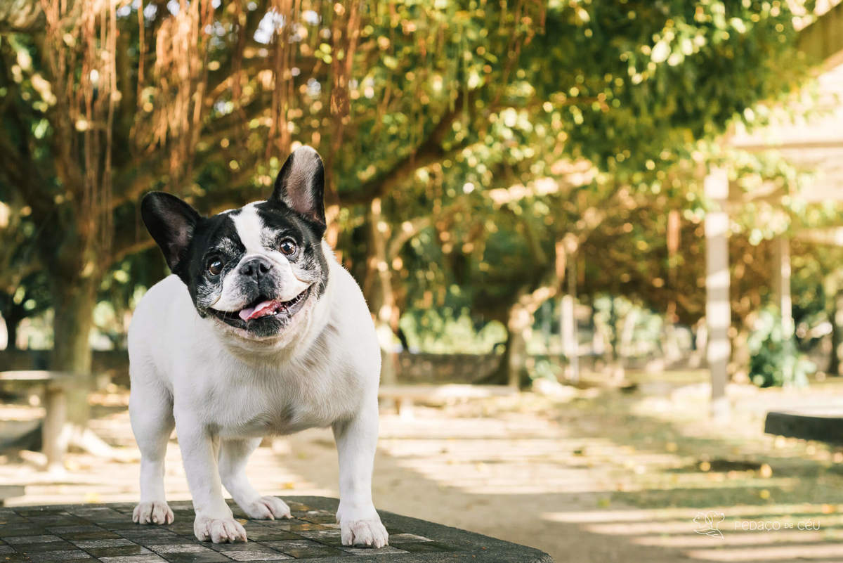 Ensaio fotográfico pet bulldog Rio de Janeiro