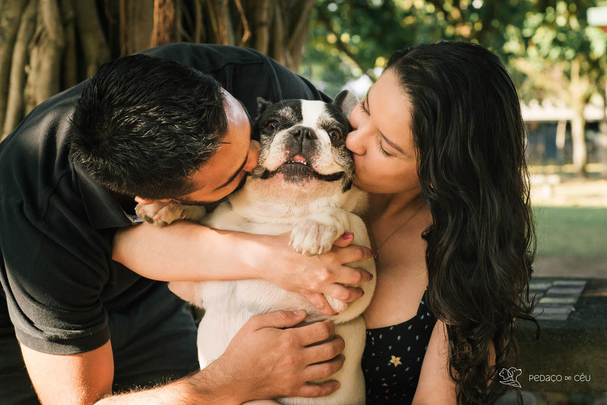 Ensaio fotográfico pet bulldog Rio de Janeiro