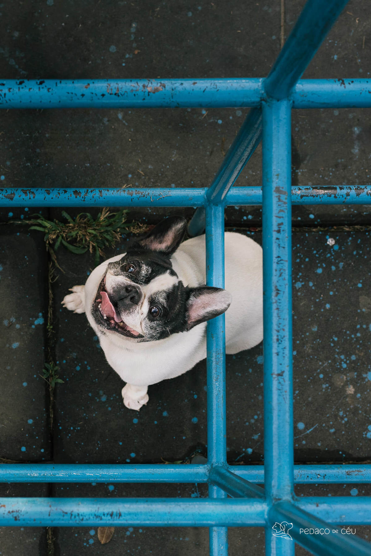 Ensaio fotográfico pet bulldog Rio de Janeiro
