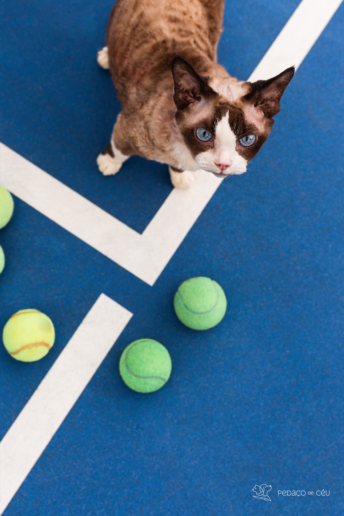 ensaio gato externo clube de tênis