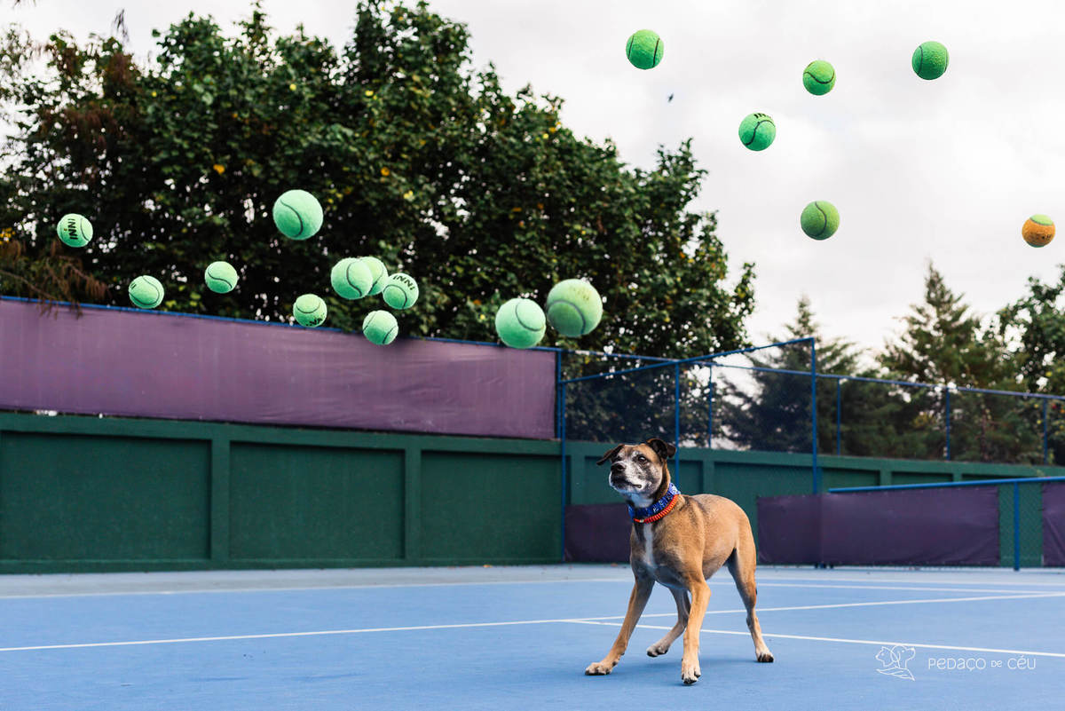 ensaio pet externo clube de tênis