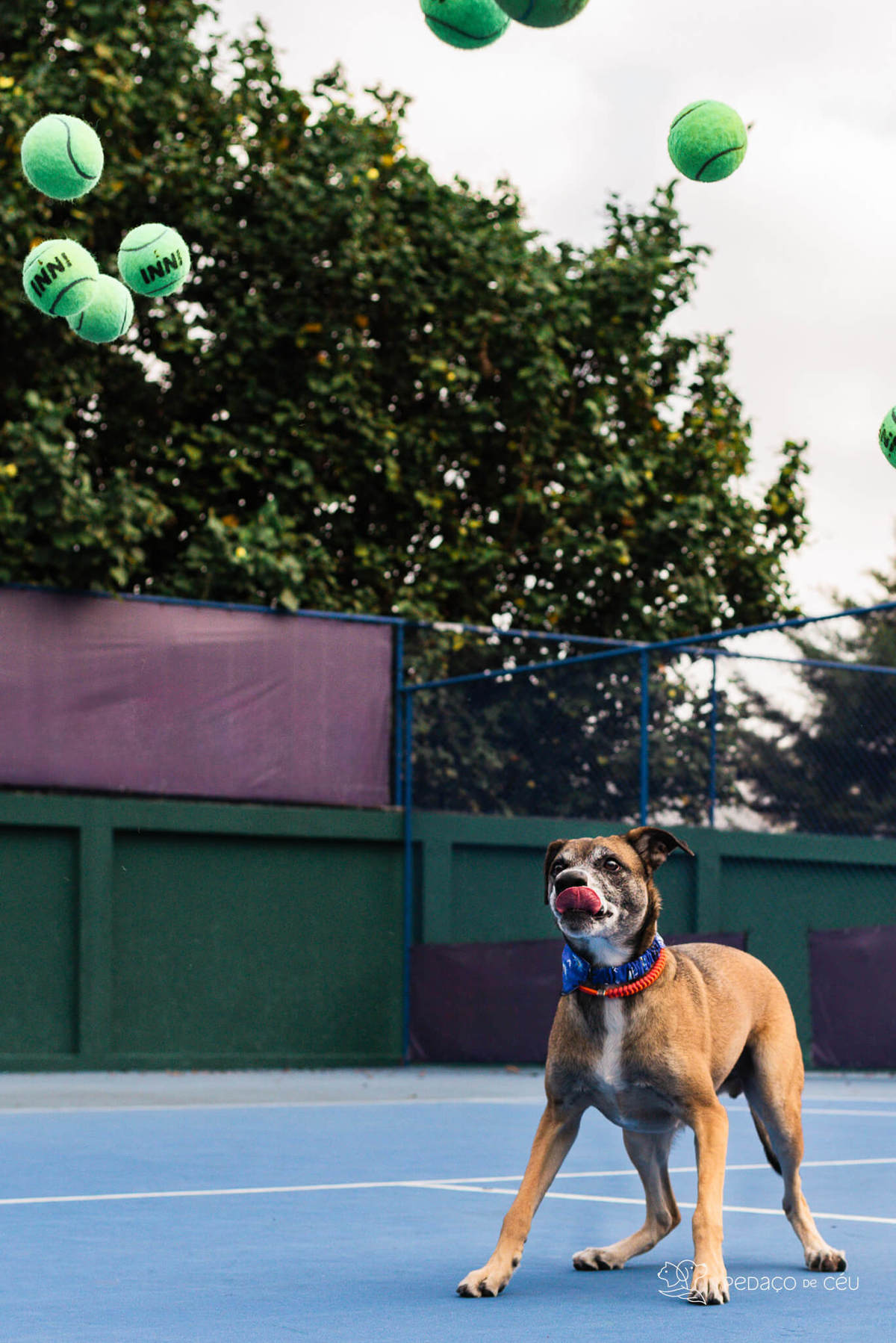 ensaio pet externo clube de tênis