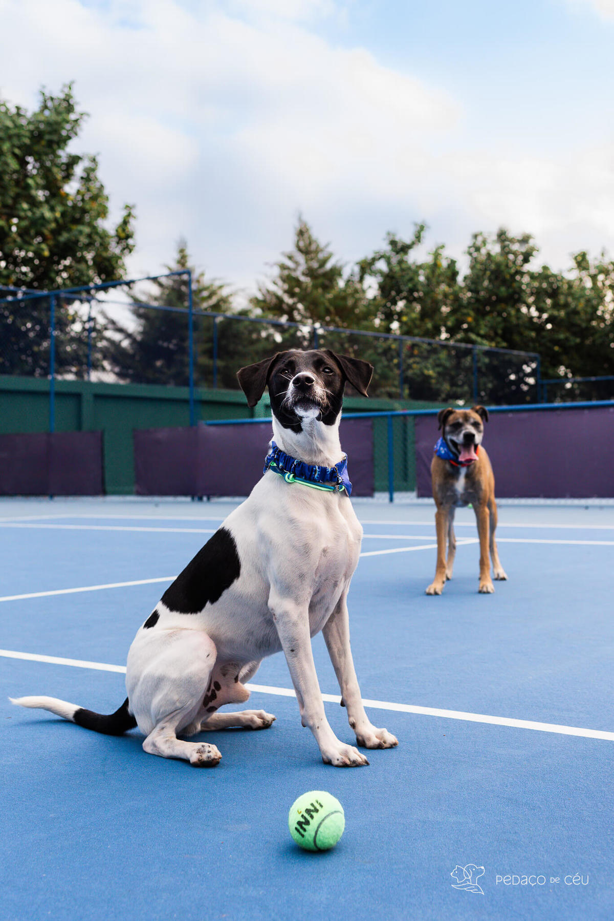 ensaio pet externo clube de tênis