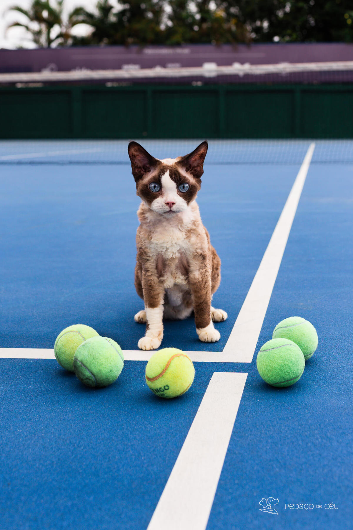 ensaio gato externo clube de tênis